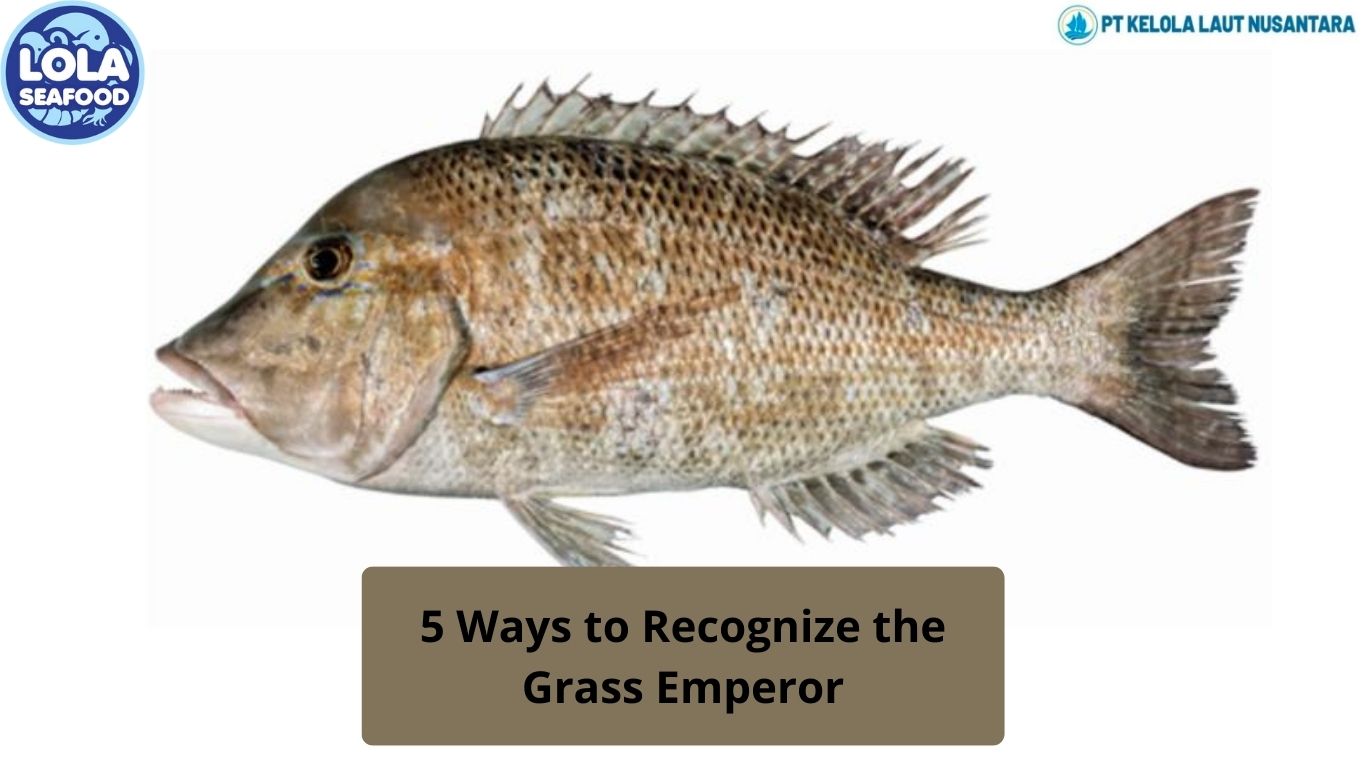 5 Ways to Recognize the Grass Emperor